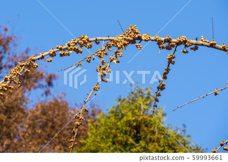 Ginkgo tree, bank Ginkgo tree, bank 59993661