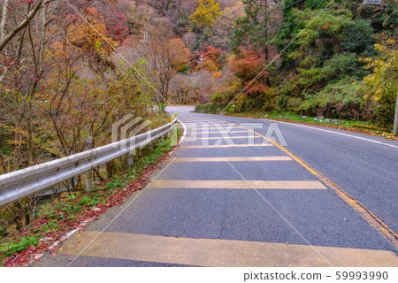 go out to see autumn leaves 59993990