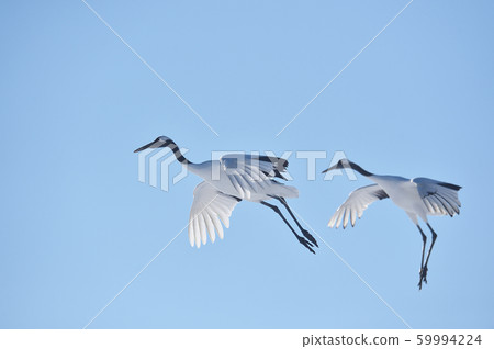 Blue sky and two Japanese cranes (Tsurui, Hokkaido) 59994224