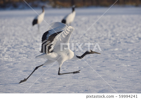 Displacement of crane (Hokkaido, Tsurui) 59994241