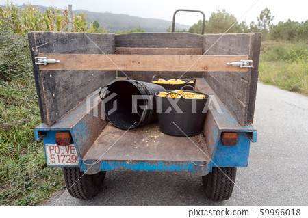 Corn harvest in baskets in a truck. Growing corn, 59996018