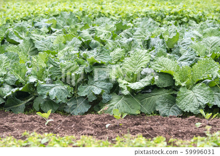 Kale cabbage. Winter cabbage also known as italian 59996031