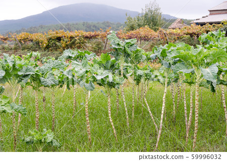 Kale cabbage. Winter cabbage also known as italian 59996032