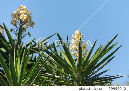 Blooming palm tree yucca. White exotic flowers 59996040