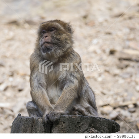 Close up portrait of Barbary macaque, Macaca Close up portrait of Barbary macaque, Macaca 59996135