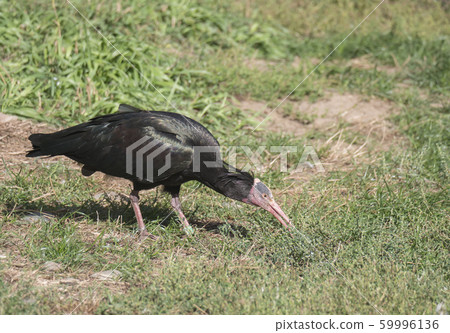 Portrait of Northern bald ibis, hermit ibis, Portrait of Northern bald ibis, hermit ibis, 59996136