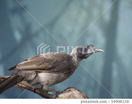 Close up portrait of helmeted friarbird, Philemon 59996138