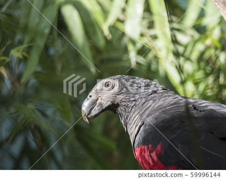 close up portrait of Pesquet parrot, Psittrichas 59996144