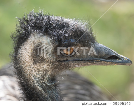 Close up profile portrait, head shot of Australian 59996145