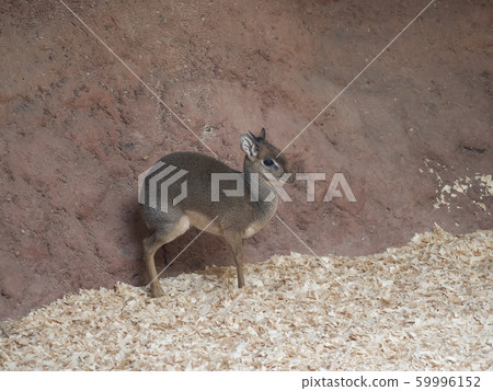 Profile portrait of Kirk's dik-dik, Madoqua 59996152
