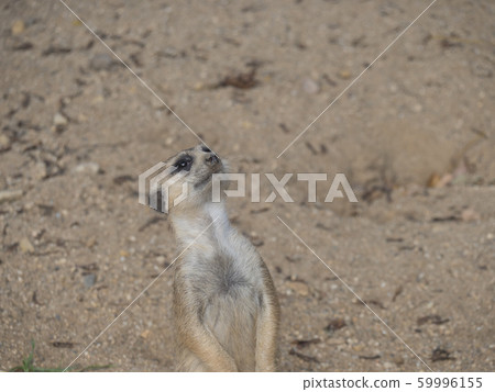 Close up standing meerkat or suricate, Suricata Close up standing meerkat or suricate, Suricata 59996155
