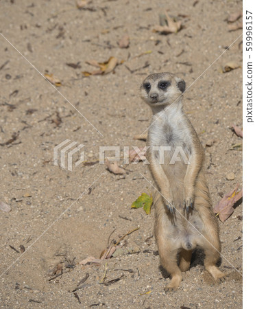 Close up standing meerkat or suricate, Suricata 59996157