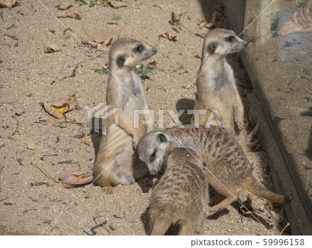 Group of meerkat or suricates, Suricata suricatta Group of meerkat or suricates, Suricata suricatta 59996158