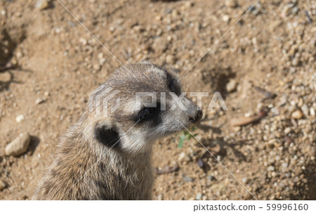 Close up portrait of meerkat or suricate, Suricata Close up portrait of meerkat or suricate, Suricata 59996160