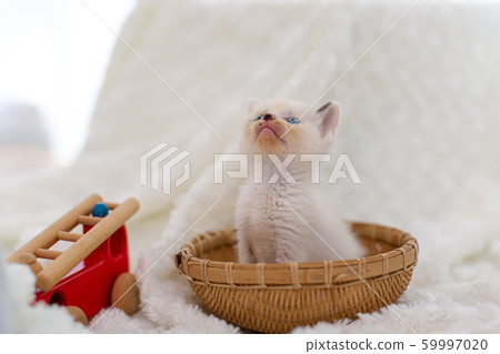 Kitten 4 weeks old Protected cat 59997020