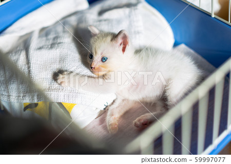 小貓4週齡受保護的貓 小貓4週齡受保護的貓 59997077
