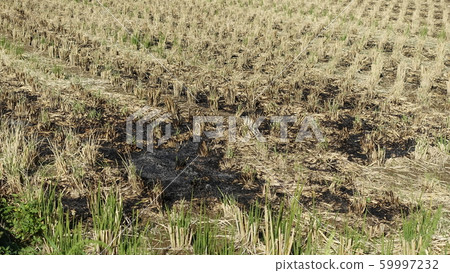 Agricultural image (field grilled: straw grilled) Agricultural image (field grilled: straw grilled) 59997232
