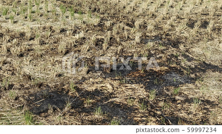 Agricultural image (field grilled: straw grilled) 59997234