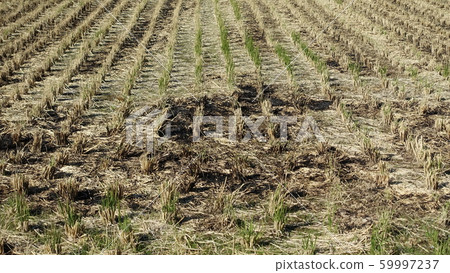 Agricultural image (field grilled: straw grilled) Agricultural image (field grilled: straw grilled) 59997237