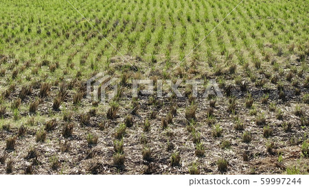 Agricultural image (field grilled: straw grilled) Agricultural image (field grilled: straw grilled) 59997244
