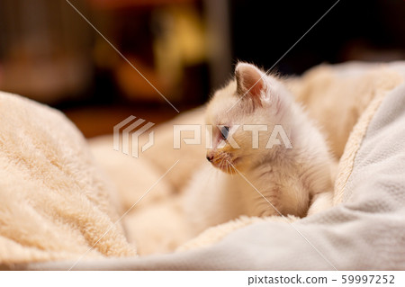 Kitten 4 weeks old Cat 59997252