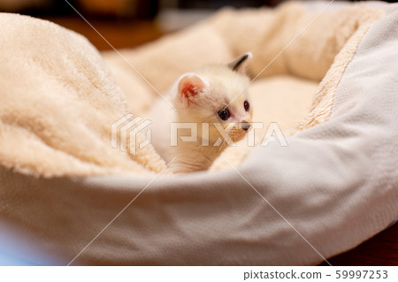 Kitten 4 weeks old Cat 59997253