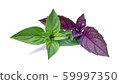 Fresh leaves of purple and green basil herb isolated on a white background with a light sunny shadow. Top view on the tip of the plant. 59997350