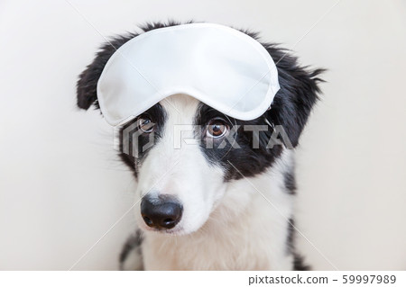 Funny cute smilling puppy dog border collie with 59997989