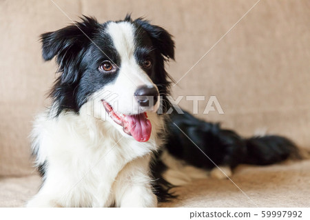 Funny portrait of cute smilling puppy dog border 59997992