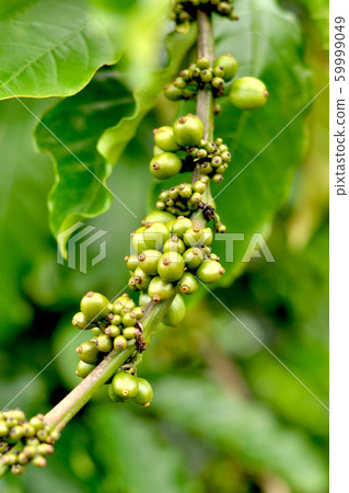 Green coffee beans Green coffee beans 59999049