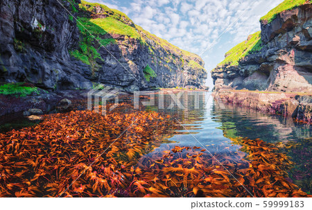 Beautiful view of dock with clear water and red seaweed 59999183