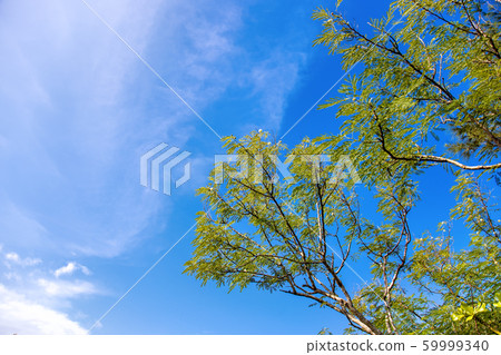 宮古島(沖繩縣11月) 宮古島(沖繩縣11月) 59999340