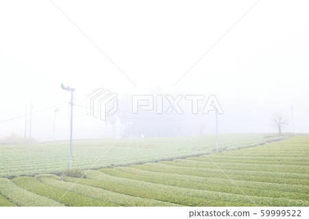 Tea plantation (late autumn) 59999522