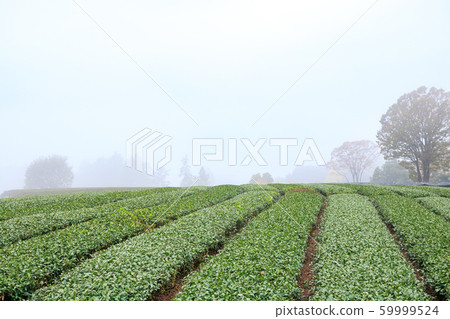 Tea plantation (late autumn) 59999524