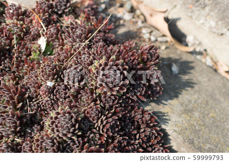 Sempervivum tectorum , houseleeks or liveforever Sempervivum tectorum , houseleeks or liveforever 59999793