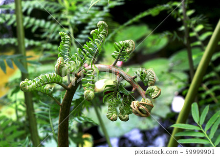蕨類植物葉片長大的過程 59999901
