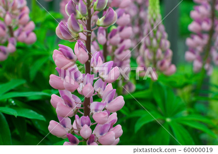 Lupinus or lupine flower close up with blurred 60000019