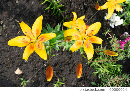 Macro shot of beautiful red tiger lily flowers or 60000024