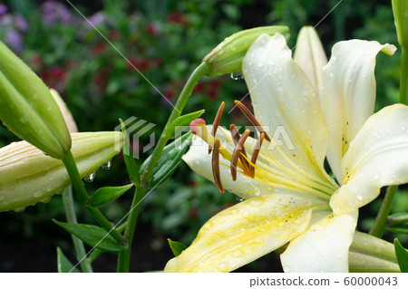 Macro shot of beautiful white lily flowers or 60000043