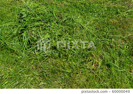 Pile of mown lawn grass in the spring garden 60000049