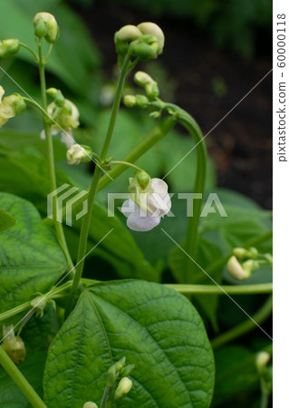 White flower of green bean plant closeup White flower of green bean plant closeup 60000118