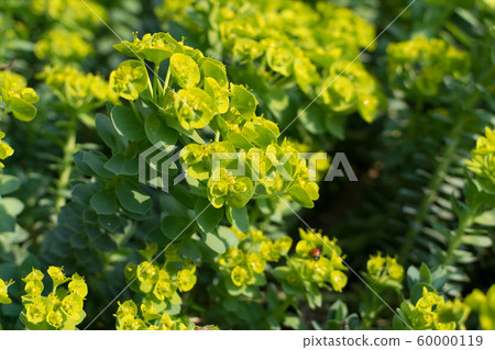 Euphorbia myrsinites, the myrtle spurge, blue Euphorbia myrsinites, the myrtle spurge, blue 60000119