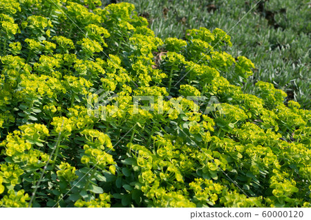 Euphorbia myrsinites, the myrtle spurge, blue Euphorbia myrsinites, the myrtle spurge, blue 60000120