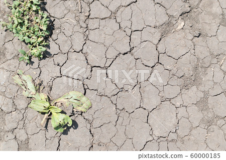 Cracked Dry Earth Top View as Global Warming Cracked Dry Earth Top View as Global Warming 60000185
