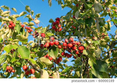 Small red apples on crab apple tree branch Small red apples on crab apple tree branch 60000189