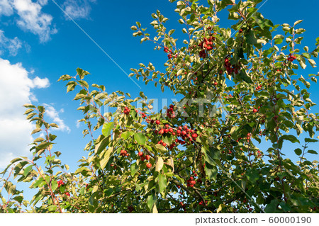 Small red apples on crab apple tree branch 60000190