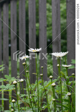 White garden chamomile in garden close up with 60000204