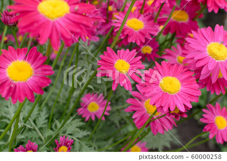 Beautiful Red Argyranthemum, Marguerite, 60000258