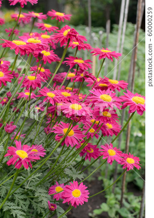 Beautiful Red Argyranthemum, Marguerite, 60000259
