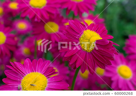 Beautiful Red Argyranthemum, Marguerite, 60000268